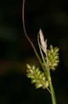 Pale sedge